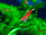 Beautiful Red Cherry Shrimp for Your Aquarium