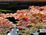 Red Root Floaters Aquatic Plants Easy Care Aquarium Plants Floating Plants Aquarium Plants for Beginners Vibrant Red Plants for Aquarium Lush Canopy Plants for Aquarium Low Maintenance Aquarium Plants