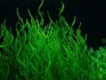 Flame Moss aquarium Taxiphyllum sp. 'Flame' Aquatic moss for aquariums Aquascaping with Flame Moss Moss carpet in aquarium Flame Moss tree Growing Flame Moss vertically Submersed vs. emersed growth Attaching Flame Moss to driftwood Enhance aquarium with Flame Moss
