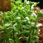 Baccopa Monnieri Moneywort aquarium plant Fast-growing aquarium plants Easy care aquarium plants Aquascaping plants for beginners Moneywort propagation