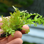 Bolbitis Gua Angin Aquatic fern Epiphyte aquarium plants Low-maintenance aquarium plants Plants for driftwood aquascaping Graceful aquarium plants