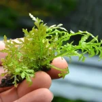 Bolbitis Gua Angin Aquatic fern Epiphyte aquarium plants Low-maintenance aquarium plants Plants for driftwood aquascaping Graceful aquarium plants