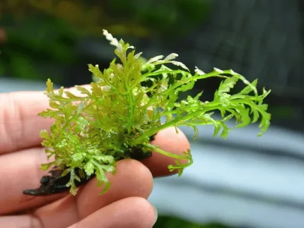 Bolbitis Gua Angin Aquatic fern Epiphyte aquarium plants Low-maintenance aquarium plants Plants for driftwood aquascaping Graceful aquarium plants