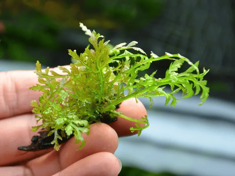 Bolbitis Gua Angin Aquatic fern Epiphyte aquarium plants Low-maintenance aquarium plants Plants for driftwood aquascaping Graceful aquarium plants