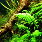 Crepidomanes Auriculatum Epiphytic ferns for aquariums Aquatic ferns for driftwood Low-maintenance aquarium plants Unique aquarium ferns Soft-textured aquatic plants