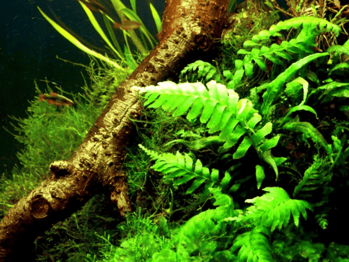 Crepidomanes Auriculatum Epiphytic ferns for aquariums Aquatic ferns for driftwood Low-maintenance aquarium plants Unique aquarium ferns Soft-textured aquatic plants