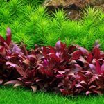 Alternanthera Reineckii Mini - Compact Red Foreground Aquarium Plant