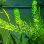 Hornwort Ceratophyllum demersum Floating aquarium plants Fast-growing aquarium plants Low-light aquarium plants Shrimp-safe plants Algae control plants Buy Hornwort Hardy aquarium plants Fish habitat plants
