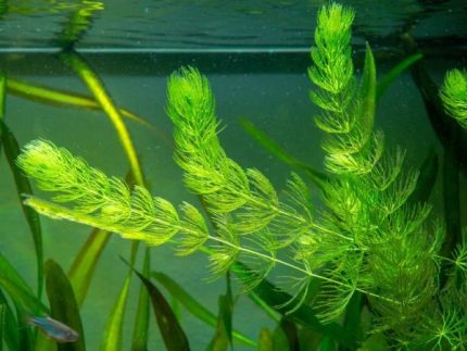 Hornwort Ceratophyllum demersum Floating aquarium plants Fast-growing aquarium plants Low-light aquarium plants Shrimp-safe plants Algae control plants Buy Hornwort Hardy aquarium plants Fish habitat plants