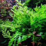 Bolbitis Heudelotii African Water Fern Low-tech aquarium plants Fern aquarium plants Aquascaping plants for beginners Slow-growing aquarium plants