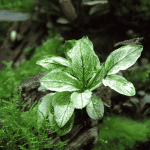 Anubias pinto Anubias nana pinto Rare aquarium plants Aquascaping plants Low-light aquatic plants Freshwater aquarium plants Foreground plants for aquariums Beginner-friendly aquarium plants Hardy aquatic plants Driftwood-attaching plants Tropical aquarium species