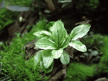 Anubias pinto Anubias nana pinto Rare aquarium plants Aquascaping plants Low-light aquatic plants Freshwater aquarium plants Foreground plants for aquariums Beginner-friendly aquarium plants Hardy aquatic plants Driftwood-attaching plants Tropical aquarium species