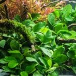 Anubias Barteri Nana Compact aquarium plants Low-maintenance plants Easy-care aquarium plants Aquascaping plants for small tanks Hardy aquarium plants