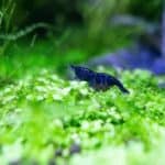 Blue Dream Shrimp Neocaridina davidi Blue freshwater shrimp Algae-eating shrimp Beginner shrimp Buy Blue Dream Shrimp Nano tank shrimp Shrimp for planted tanks