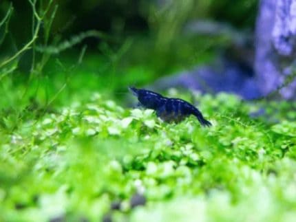 Blue Dream Shrimp Neocaridina davidi Blue freshwater shrimp Algae-eating shrimp Beginner shrimp Buy Blue Dream Shrimp Nano tank shrimp Shrimp for planted tanks