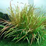 Blyxa Japonica Grass-like aquarium plants Foreground plants for aquariums Aquascaping plants High-light aquatic plants Easy-care aquarium plants