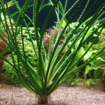 Crinum Calamistratum Aquarium plants Aquascaping plants Freshwater plants Low-maintenance aquarium plants Planted tank plants Background plants for aquariums Ribbon-like aquatic plants Tropical aquarium plants Crinum care tips