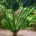 Crinum Calamistratum Aquarium plants Aquascaping plants Freshwater plants Low-maintenance aquarium plants Planted tank plants Background plants for aquariums Ribbon-like aquatic plants Tropical aquarium plants Crinum care tips