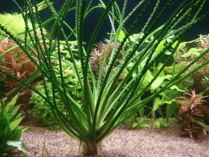 Crinum Calamistratum Aquarium plants Aquascaping plants Freshwater plants Low-maintenance aquarium plants Planted tank plants Background plants for aquariums Ribbon-like aquatic plants Tropical aquarium plants Crinum care tips