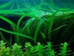 Crispatula var. balansae Crispatula balansae Crispatula balansae Aquascaping plants Aquarium background plants Low-maintenance aquatic plants Freshwater aquarium plants Planted tank species Wavy-leaf aquarium plants Hardy aquatic plants Tropical aquarium plants Vallisneria alternatives
