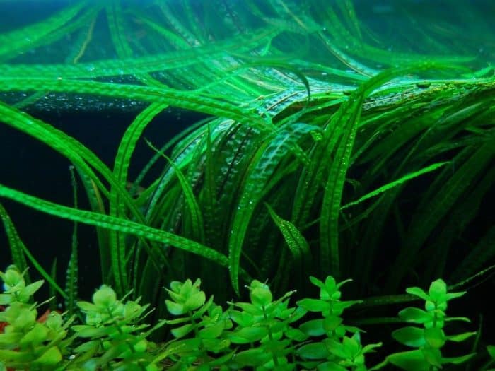 Crispatula var. balansae Crispatula balansae Crispatula balansae Aquascaping plants Aquarium background plants Low-maintenance aquatic plants Freshwater aquarium plants Planted tank species Wavy-leaf aquarium plants Hardy aquatic plants Tropical aquarium plants Vallisneria alternatives