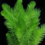 Filigree Milfoil Myriophyllum sp. Fast-growing aquarium plants Shrimp-safe plants Fish habitat plants Oxygenating aquarium plants Low-maintenance aquarium plants Aquascaping plants Feathery aquarium plants Needle-leaf plants Buy Filigree Milfoil