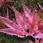 Flamingo Crypt Cryptocoryne sp. 'Flamingo' Pink aquarium plants Low-light aquarium plants Shrimp-safe plants Rare aquarium plants Buy Flamingo Crypt Cryptocoryne varieties Midground aquarium plants Easy-care aquarium plants