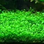 Glossostigma Elatinoides Glosso Foreground aquarium plants Carpeting plants High-light aquarium plants CO2 aquarium plants Aquascaping plants Buy Glossostigma Elatinoides Shrimp-safe plants Fast-growing aquarium plants