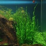 Echinodorus Vesuvius Echinodorus sp. 'Vesuvius' Low light aquarium plants Shrimp-safe plants Aquascaping plants Buy Echinodorus Vesuvius Helanthium Vesuvius