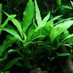 Hygrophila Corymbosa Giant Hygro Temple Plant Background aquarium plants Fast-growing aquarium plants Low-light aquarium plants Shrimp-safe plants Buy Hygrophila Corymbosa Hardy aquarium plants Fish habitat plants
