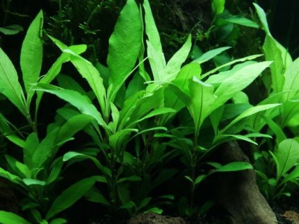 Hygrophila Corymbosa Giant Hygro Temple Plant Background aquarium plants Fast-growing aquarium plants Low-light aquarium plants Shrimp-safe plants Buy Hygrophila Corymbosa Hardy aquarium plants Fish habitat plants