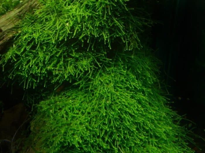 Java Moss Easy-care aquarium moss Versatile aquarium plants Moss for aquascaping Low-light aquarium plants Aquascaping moss
