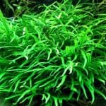 Java Trident Microsorum sp. 'Trident' Aquarium ferns Low-light aquarium plants Shrimp-safe plants Hardy aquarium plants Buy Java Trident Trident-shaped leaves Aquascaping plants Fish habitat plants