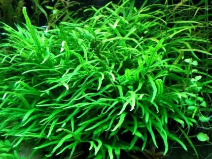 Java Trident Microsorum sp. 'Trident' Aquarium ferns Low-light aquarium plants Shrimp-safe plants Hardy aquarium plants Buy Java Trident Trident-shaped leaves Aquascaping plants Fish habitat plants