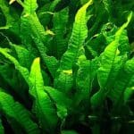 Java Fern Microsorum pteropus Low-maintenance aquarium plants Beginner-friendly aquarium plants Easy care aquarium plants Aquascaping plants for low-light tanks