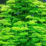 Ambulia aquarium plant Fast-growing aquatic plants Feathery aquarium plants Easy-care aquarium plants Midground aquarium plants Limnophila sessiliflora