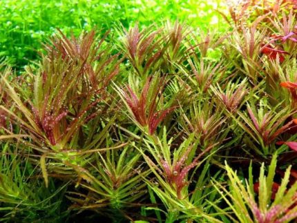 Limnophila Hippuridoides Giant Ambulia Hippuris-like Limnophila Aquarium stem plants Fast-growing aquarium plants Moderate-light aquarium plants Shrimp-safe plants Buy Limnophila Hippuridoides Vibrant aquarium plants Fish habitat plants
