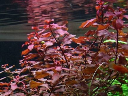 Ludwigia Palustris Mini Super Red Ludwigia Palustris 'Mini Super Red' Red aquarium plants Compact aquarium plants Moderate-light aquarium plants Shrimp-safe plants Buy Ludwigia Palustris Mini Super Red Vibrant aquarium plants Foreground aquarium plants Fish habitat plants