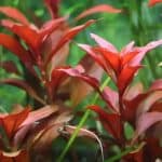 Ludwigia Repens Rubin Ruby Red aquarium plants Colourful aquatic plants Aquascaping plants High-light plants for aquariums Vibrant aquarium plants