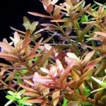 Pink Baby Tears Rotala rotundifolia Pink aquarium plants Moderate-light aquarium plants Shrimp-safe plants Buy Pink Baby Tears Delicate aquarium plants Aquascaping plants Fish habitat plants