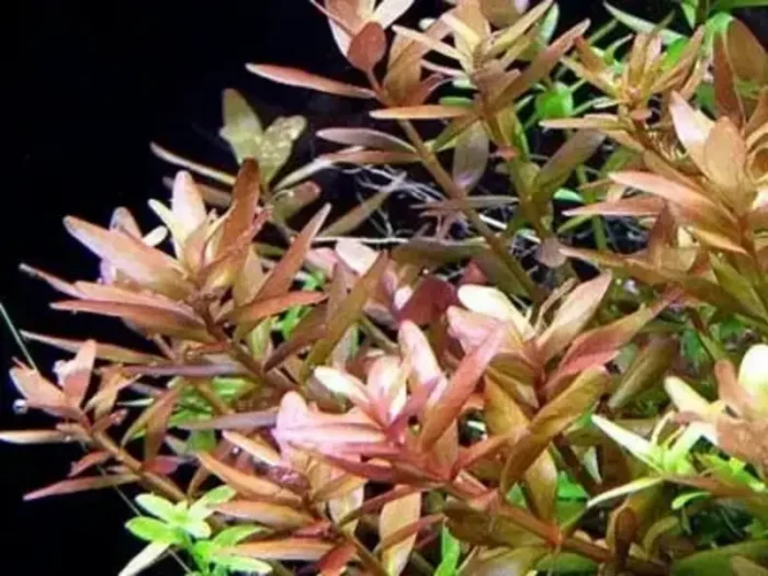 Pink Baby Tears Rotala rotundifolia Pink aquarium plants Moderate-light aquarium plants Shrimp-safe plants Buy Pink Baby Tears Delicate aquarium plants Aquascaping plants Fish habitat plants