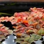 Red Root Floaters Phyllanthus fluitans Floating aquarium plants Red roots Water quality plants Shrimp-safe plants Buy Red Root Floaters Easy-care aquarium plants Fish habitat plants