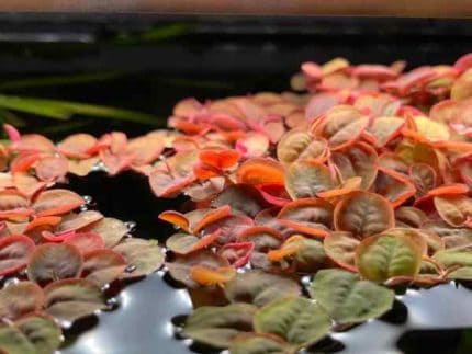 Red Root Floaters Phyllanthus fluitans Floating aquarium plants Red roots Water quality plants Shrimp-safe plants Buy Red Root Floaters Easy-care aquarium plants Fish habitat plants