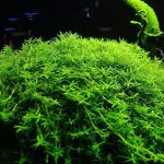 Rotala sp. green Green Rotala Aquarium Plant Fast-Growing Aquatic Plants High-Tech Background Plants Vibrant Green Aquarium Plants