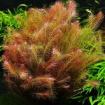 Rotala Wallichii Pink aquarium plants Vibrant aquatic plants Fast-growing aquarium plants Aquascaping plants for contrast High-light aquarium plants