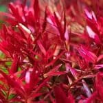 Rotala Blood Red Red Rotala Aquarium Plant High-Tech Aquatic Plants Dramatic Aquarium Background Plants Vibrant Red Aquarium Plants