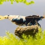 Natural shrimp food Homemade shrimp treats Best homemade shrimp food for breeding Homemade food for Neocaridina shrimp DIY shrimp feeding mix Fresh shrimp food for aquarium shrimp