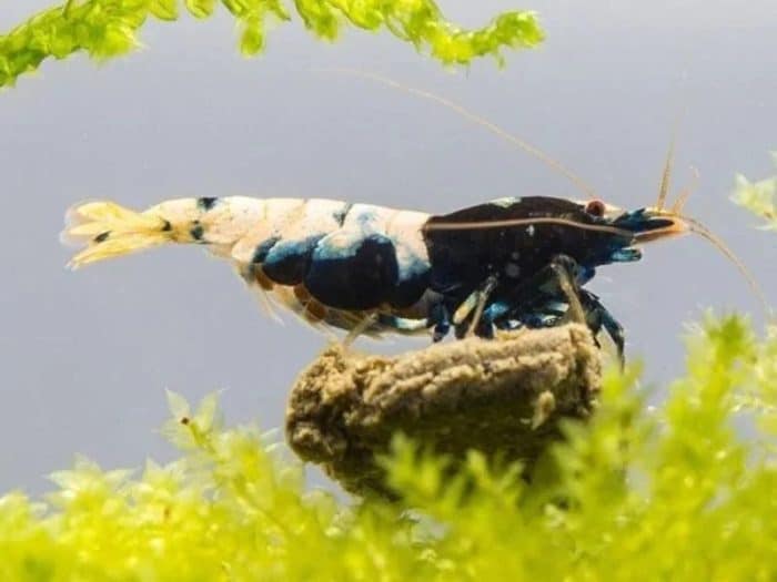 Natural shrimp food Homemade shrimp treats Best homemade shrimp food for breeding Homemade food for Neocaridina shrimp DIY shrimp feeding mix Fresh shrimp food for aquarium shrimp