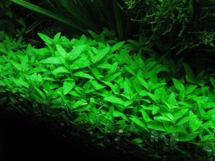 Staurogyne Repens Foreground aquarium plants Carpeting plants Moderate-light aquarium plants Shrimp-safe plants Buy Staurogyne Repens Vibrant aquarium plants Fish habitat plants