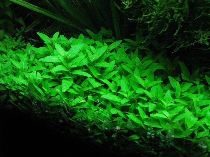 Staurogyne Repens Foreground aquarium plants Carpeting plants Moderate-light aquarium plants Shrimp-safe plants Buy Staurogyne Repens Vibrant aquarium plants Fish habitat plants